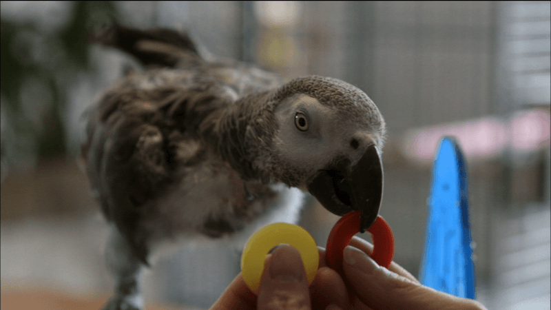 Parrots and Speech Recognition