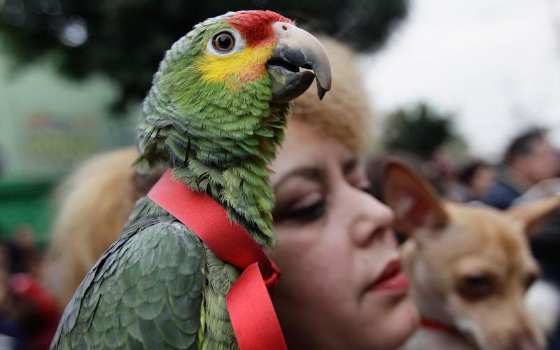 Parrots