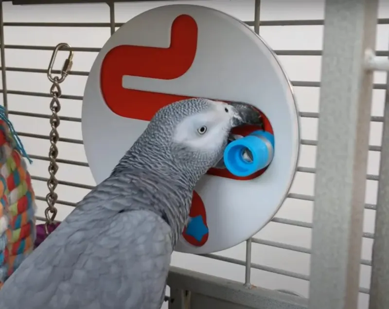 Parrots