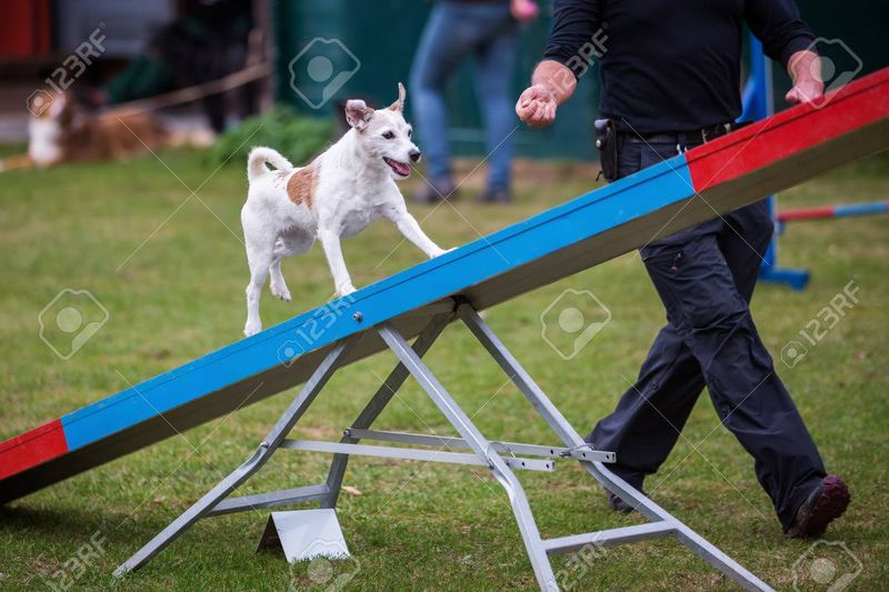 Parson Russell Terrier