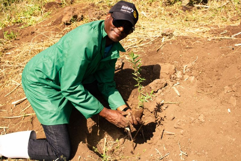 Participate in Tree Planting