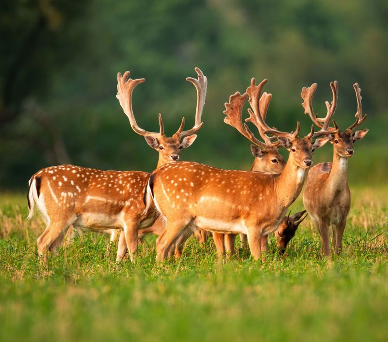 Participate in Wildlife Monitoring