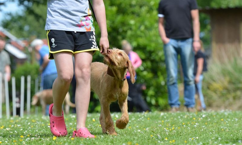 Participating in Dog Sports
