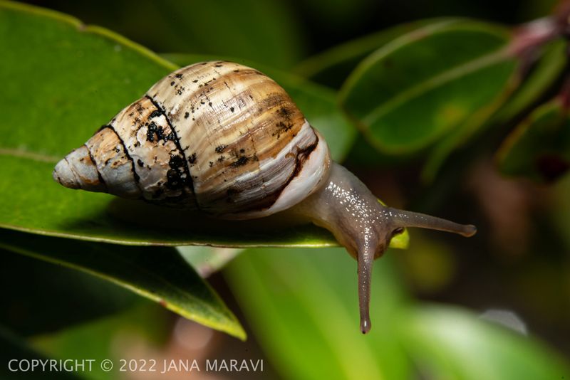 Partulina Snails