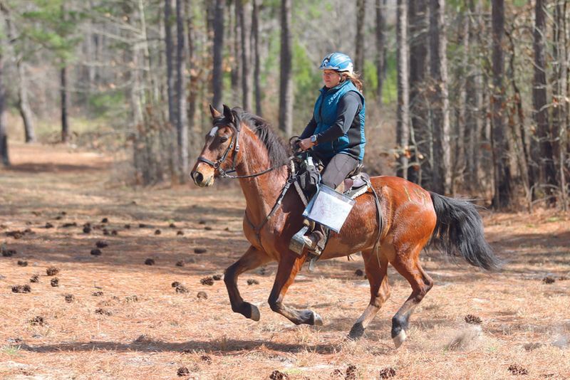 Paso Fino