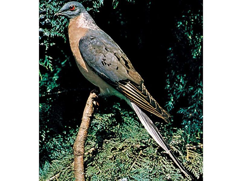 Passenger Pigeon