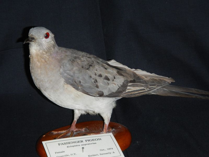 Passenger Pigeon