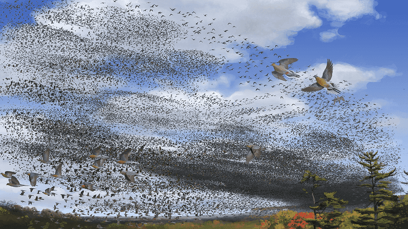 Passenger Pigeon