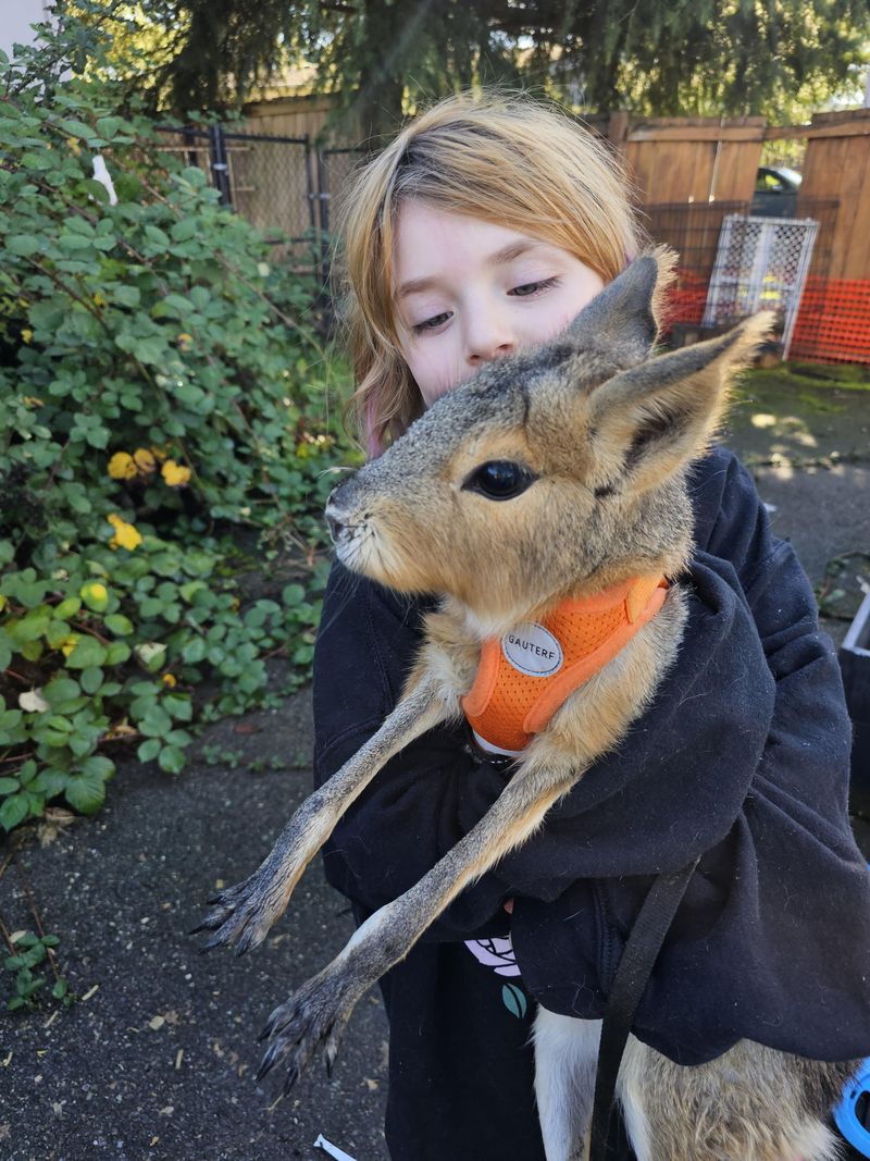 Patagonian Mara