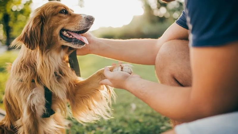 Paw of Reassurance