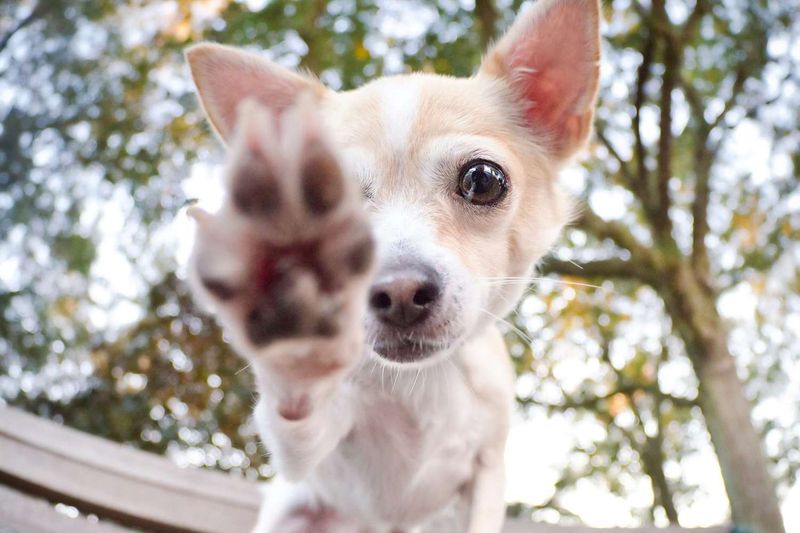 Pawing for Attention