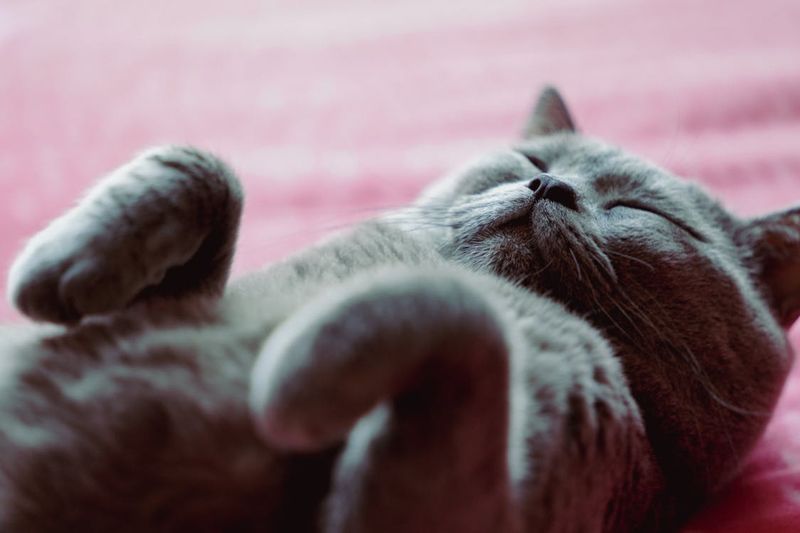 Peaceful Percy