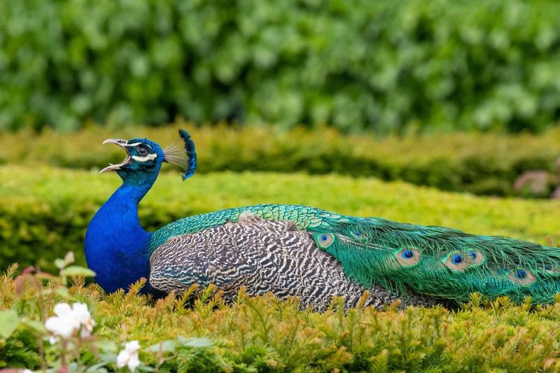 Peacock