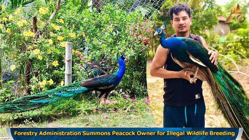 Peacock