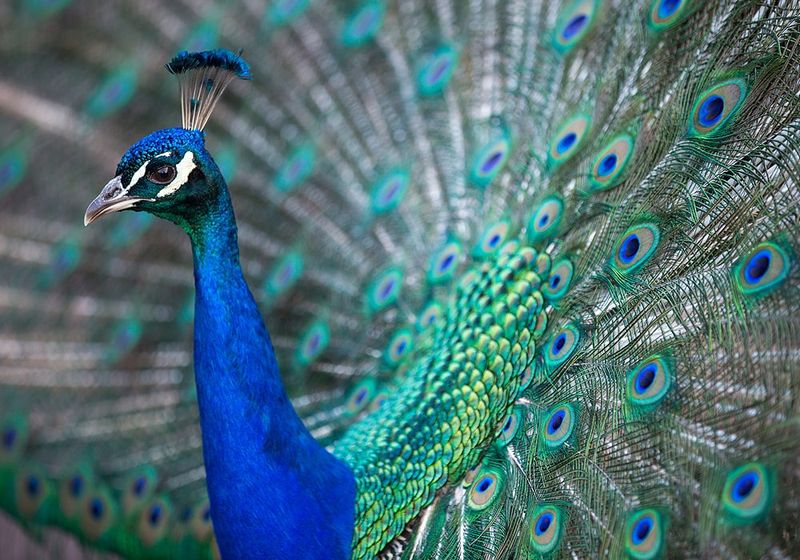 Peacock