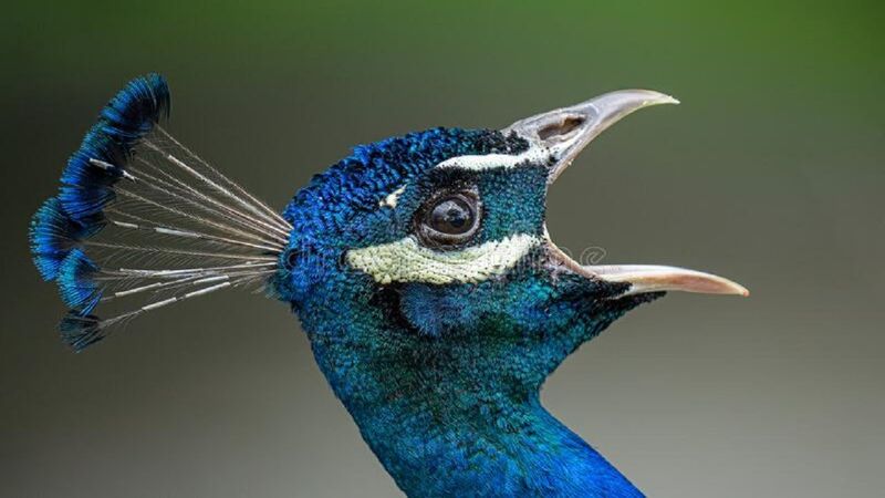 Peacock