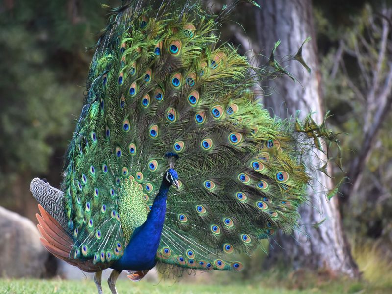 Peacock