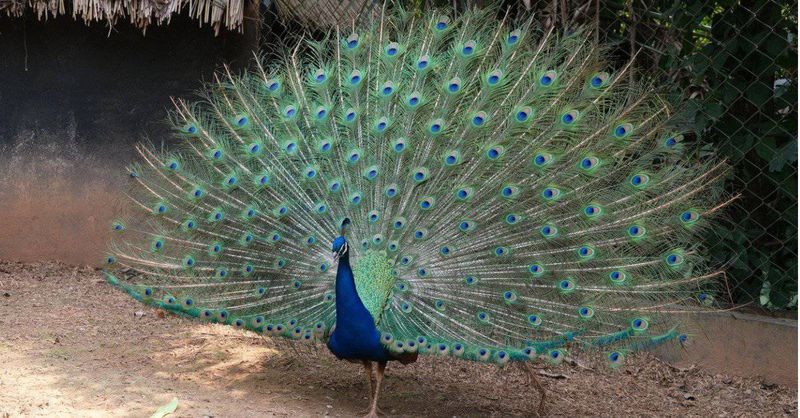Peacock
