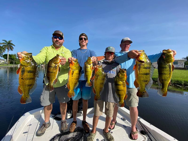 Peacock Bass
