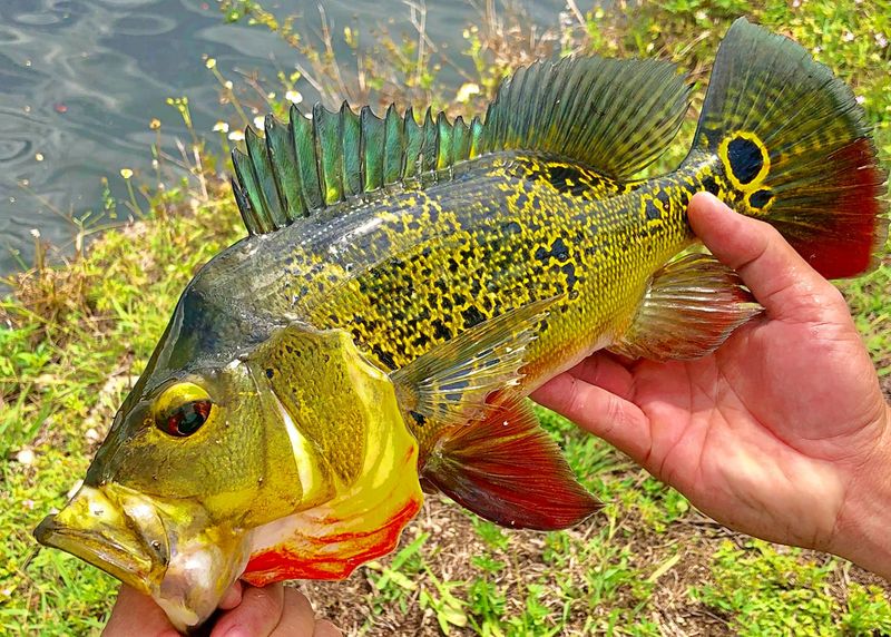 Peacock Bass