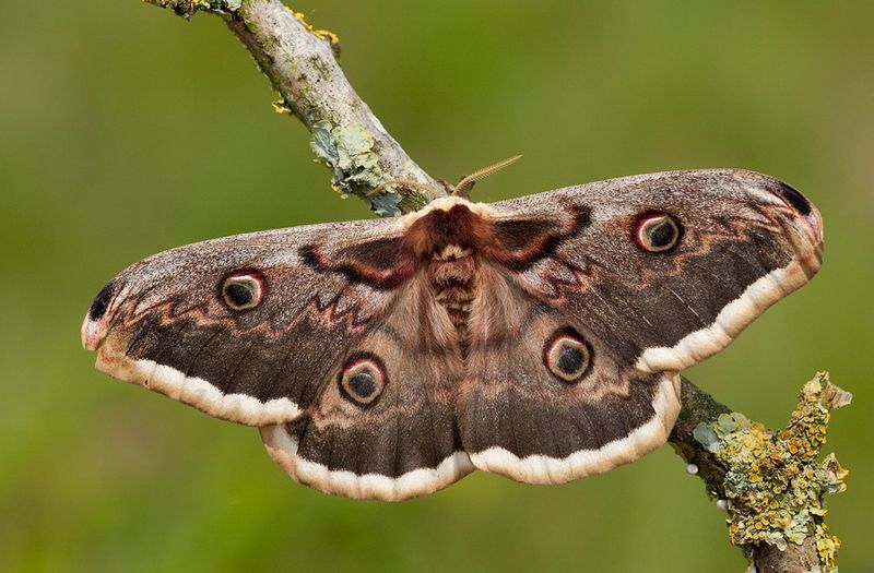 Peacock Moth