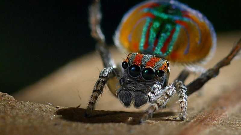 Peacock Spider