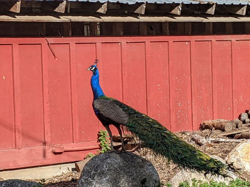 Peacock