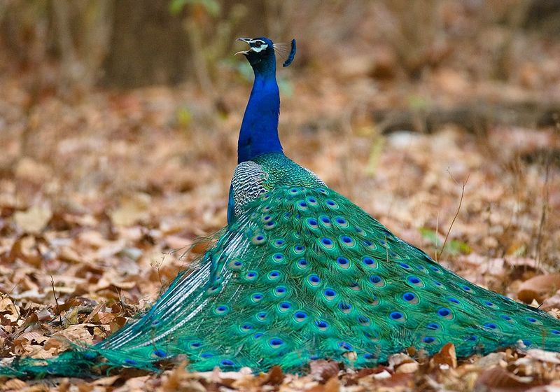 Peacocks and Pride