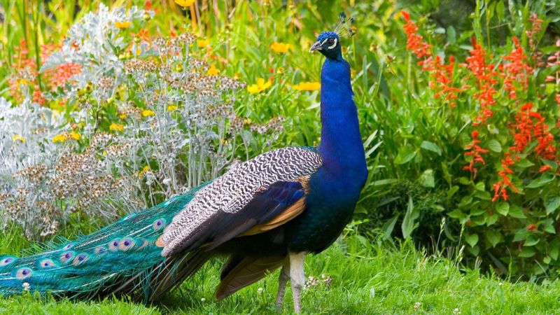 Peafowl