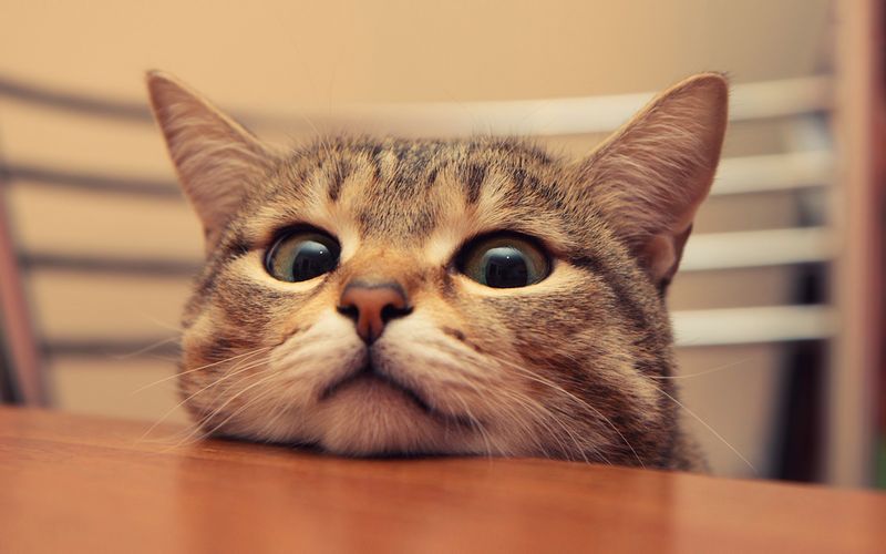 Peeking Curiosity