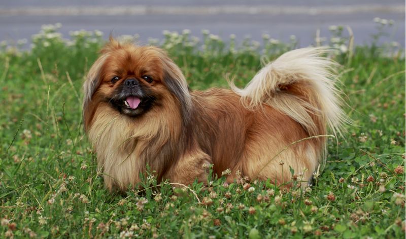 Pekingese