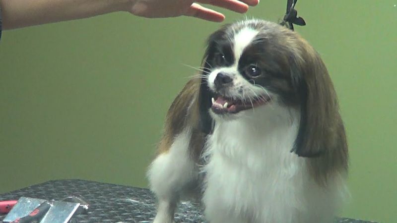 Pekingese