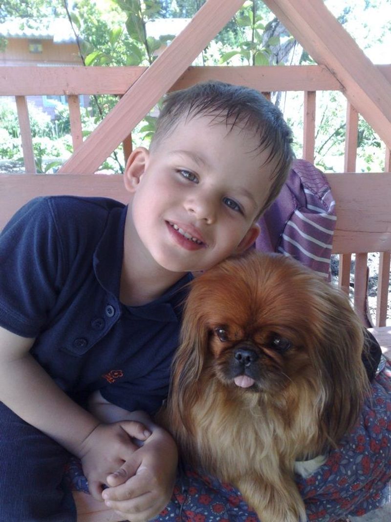 Pekingese