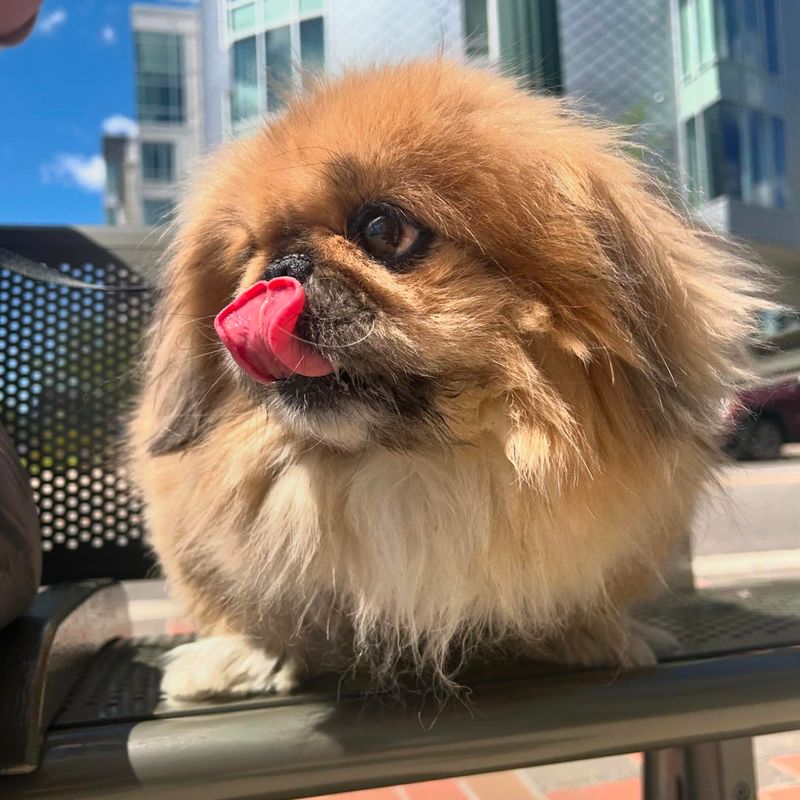 Pekingese