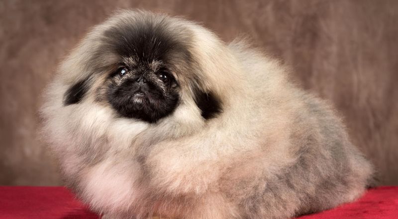 Pekingese