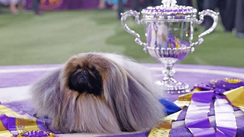 Pekingese