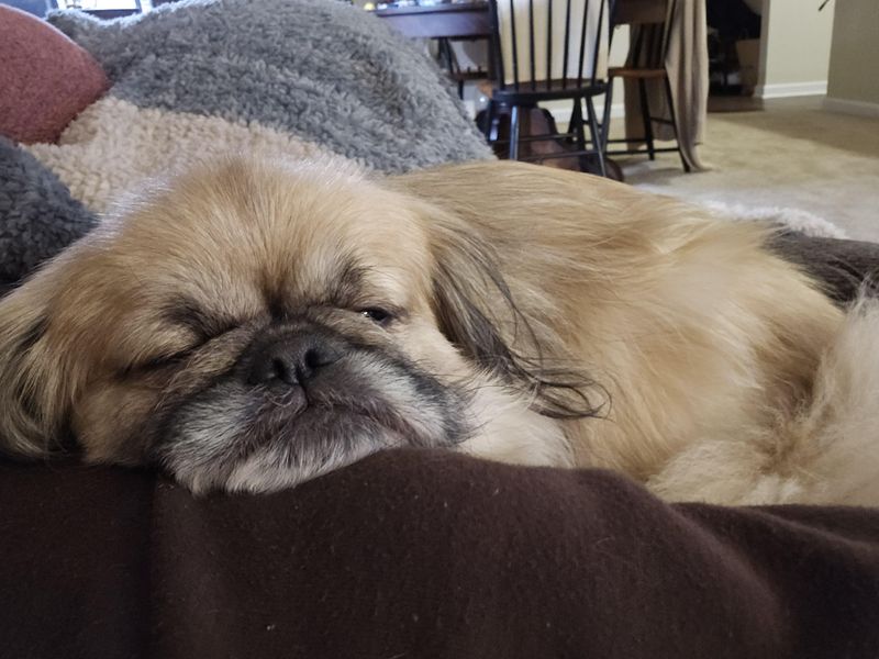 Pekingese