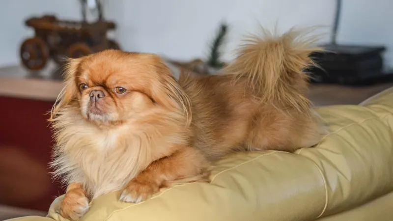 Pekingese
