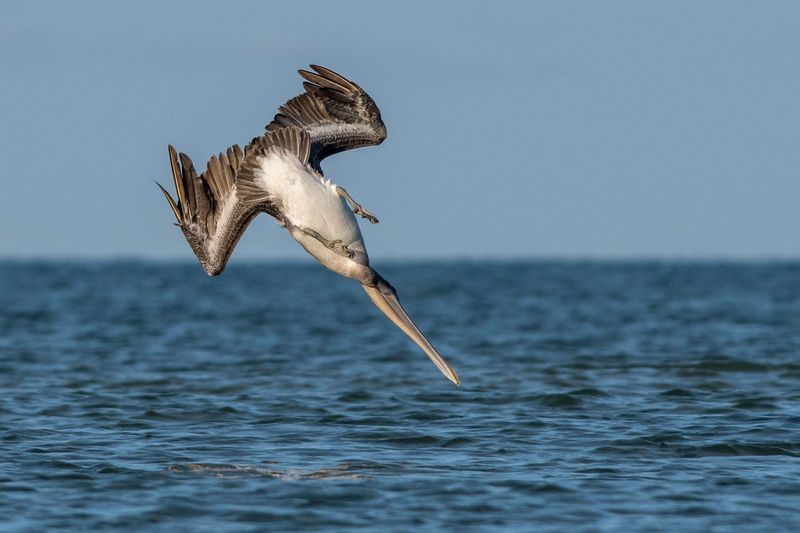 Pelican