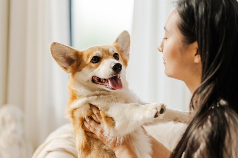 Pembroke Welsh Corgi