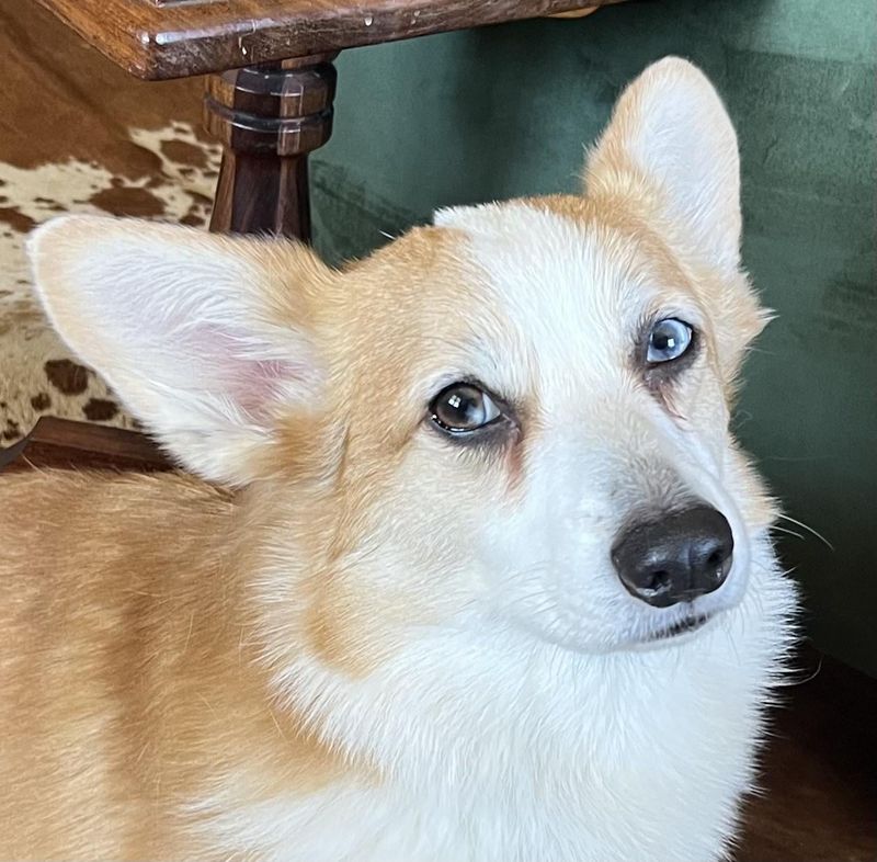 Pembroke Welsh Corgi
