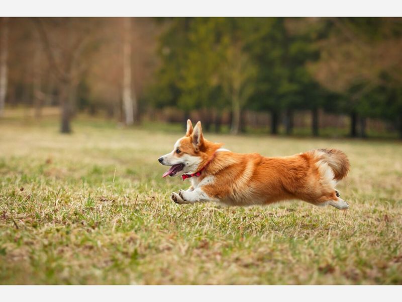 Pembroke Welsh Corgi