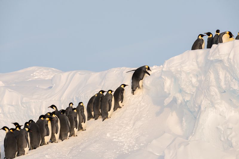 Penguin