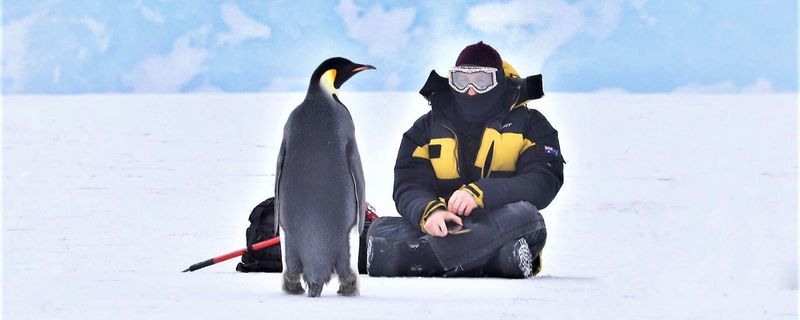 Penguin