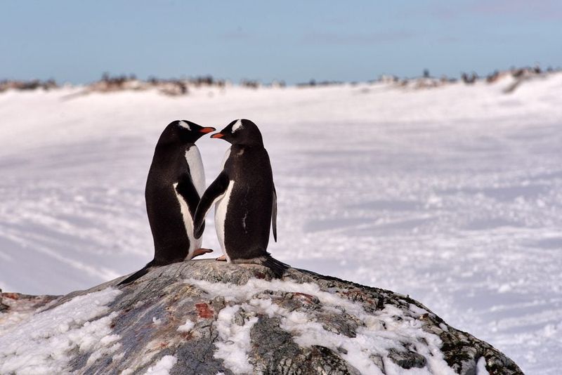 Penguin