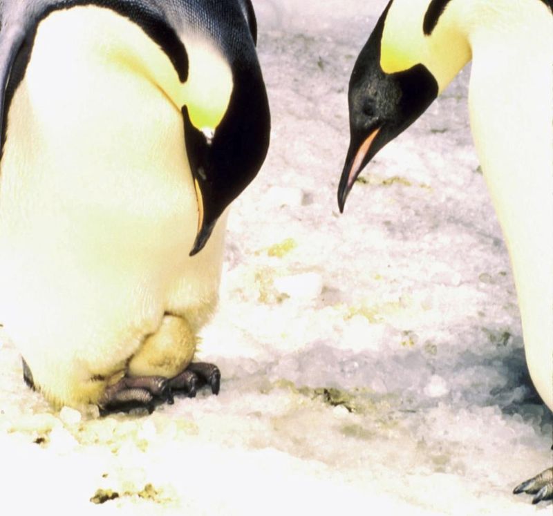 Penguin