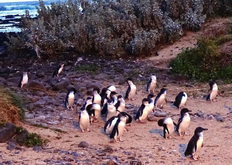 Penguin Parade on Phillip Island