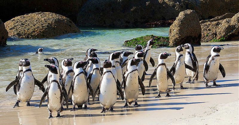 Penguin in a Public Pool