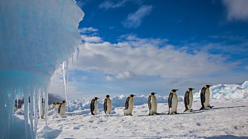 Penguin