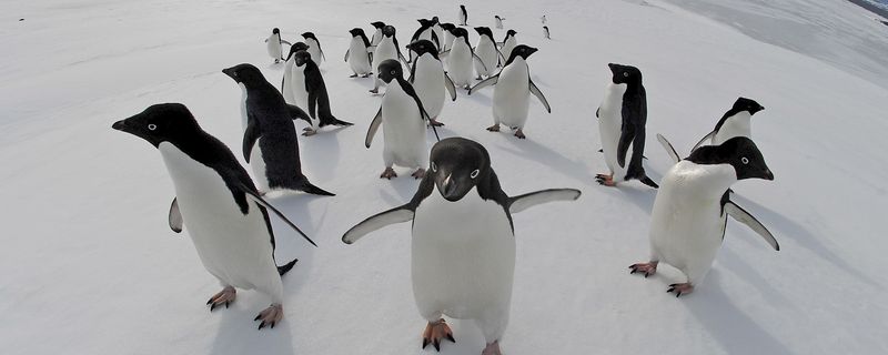 Penguins